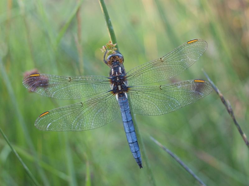 Keeled Skimmer Alchetron The Free Social Encyclopedia Keeled Skimmer Alchetron The Free Social Encyclopedia