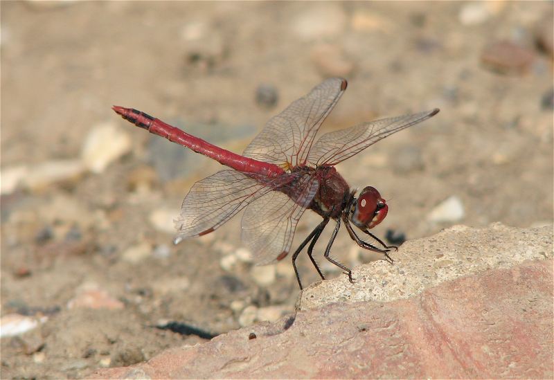 Male Red-veined Darter at Hornsea Mere on 02/07/2009. - © Paul Ashton.