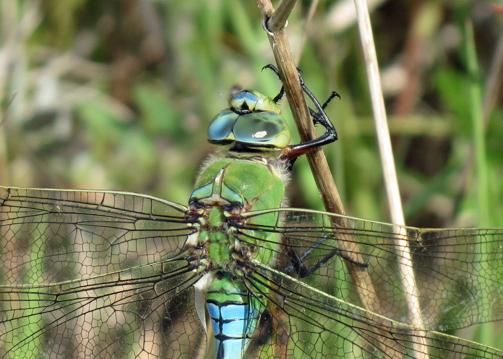 Yorkshire Species