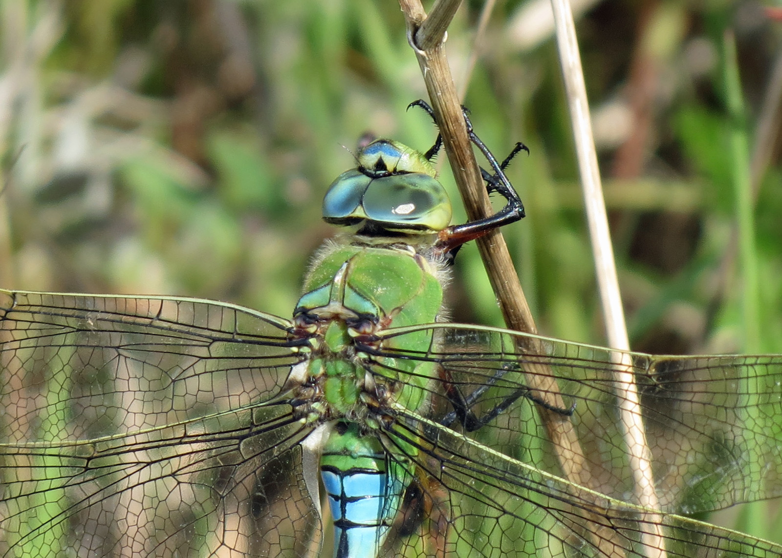 Yorkshire Species Yorkshire Species